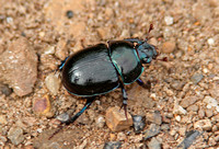 Dor Beetle (Geotrupes stercorarius)