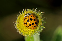 Harlequin Ladybird (Harmonia axyridis)