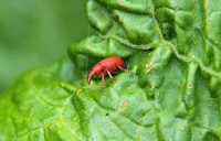 Red 'Rumex' Weevil (Apion frumentarium)