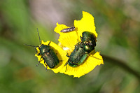Green Mint Leaf Beetles (Chrysolina herbacea)