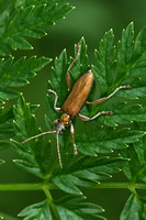 Reed Beetle (Donacia clavipes)