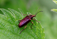 Reed Beetle (Plateumaris sericea)