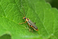 Soldier Beetle (Cantharis nigricans)