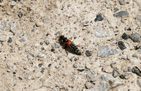 Rove Beetle (Platydracus stercorarius)