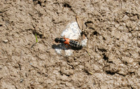 Rove Beetle (Platydracus stercorarius)