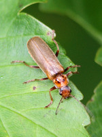 Soldier Beetle (Cantharis rufa)