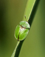 Thistle Tortoise Beetle (Cassida rubiginosa)
