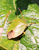 Common Green Shield Bug (Palomino prasina - Adult)