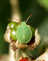 Common Green Shield Bug (Palomino prasina - Nymph)