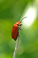 Red-headed Cardinal Beetle (Pyrochroa serraticornis)