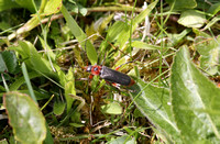 Soldier Beetle (Cantharis fusca)