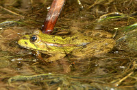 Marsh Frog (Rana ridibunda)