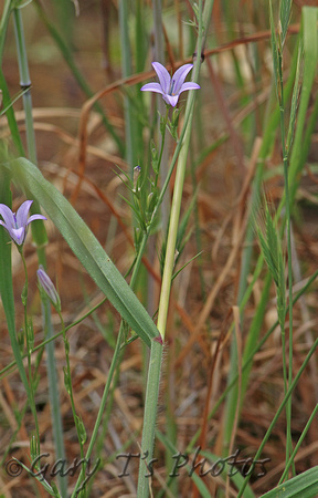 Flower Species-Purple I