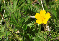 Flower Species-Yellow H