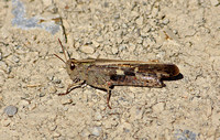 Grasshopper Species-B