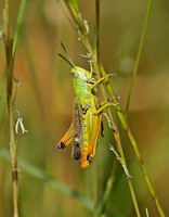 Grasshopper Species-A