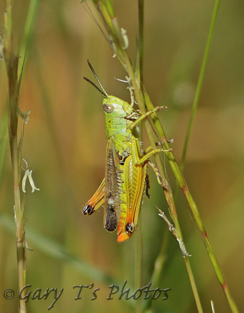 Grasshopper Species-A