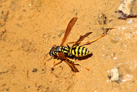 Wasp Species