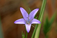 Flower Species-Purple I
