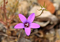 Flower Species-Pink G