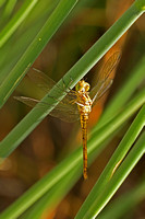 Dragonfly Species-A