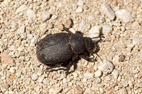 Beetle Species