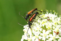 Beetle Species-G