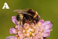 Bee Species-A