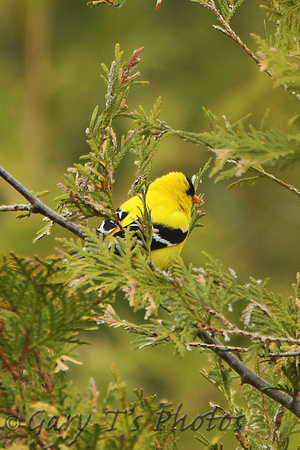American Goldfinch (Male)
