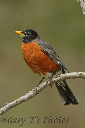 American Robin (Male)