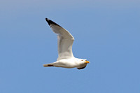 American Herring Gull (Adult Summer)