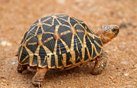 Indian (Sri Lankan) Star Tortoise (Geochelone elegans)