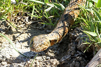 Viperine Snake (Natrix maura)