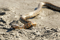 Viperine Snake