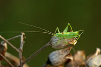 Southern Oak Bush Cricket (Male)