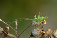 Southern Oak Bush Cricket (Male)