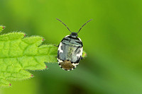 Pied Shieldbug (Tritomegas bicolor)