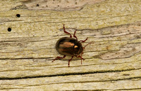 Leaf Beetle (Chrysolina banksi)