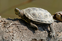 Spanish (Mediterranean) Pond Turtle (Mauremys leprosa)