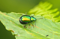 Green Dock Beetle (Gastrophysa viridula)