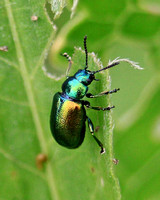 Green Dock Beetle (Gastrophysa viridula)