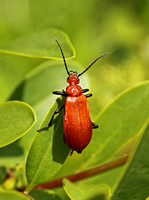Cardinal Beetle (Pyrochroa serraticornis)