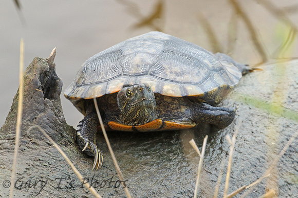 Spanish (Mediterranean) Pond Turtle (Mauremys leprosa)