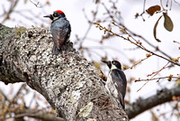 Acorn Woodpecker (Pair)