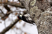 Acorn Woodpecker (Female)