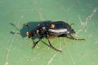 Black Sexton Beetle (Nicrophorus humator)
