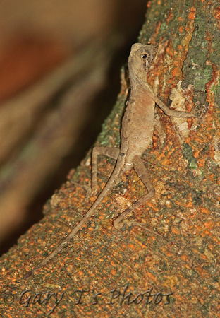 Brown-patched Kangaroo lizard (Otocryptis wiegmanni)