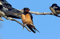 Barn Swallow (Adult-form transitiva)