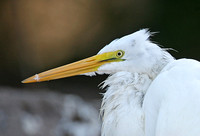 American Great White Egret