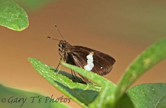 Butterfly-Common Banded Demon